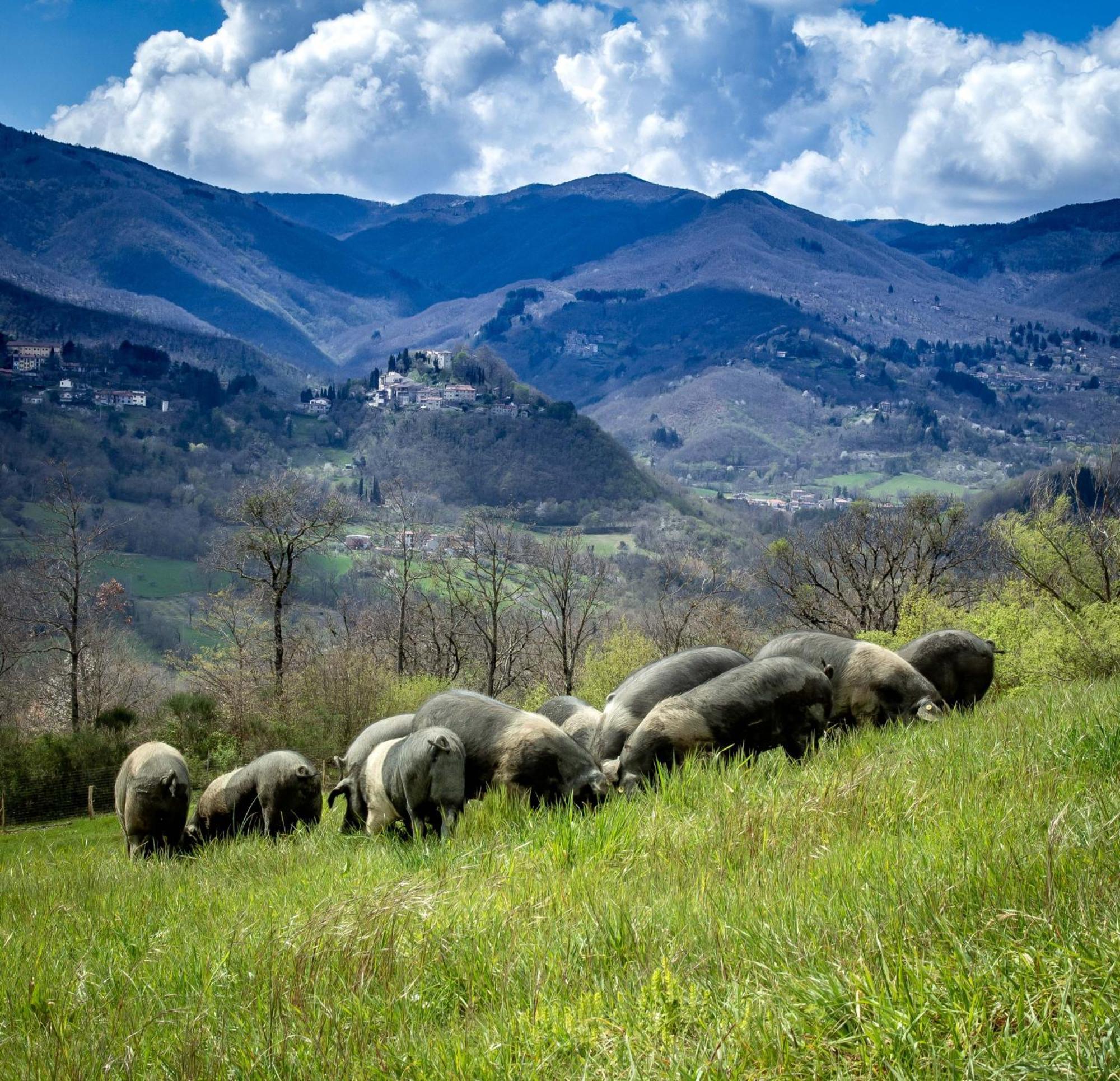 Agriturismo Terra Di Michelangelo Caprese Michelangelo Luaran gambar
