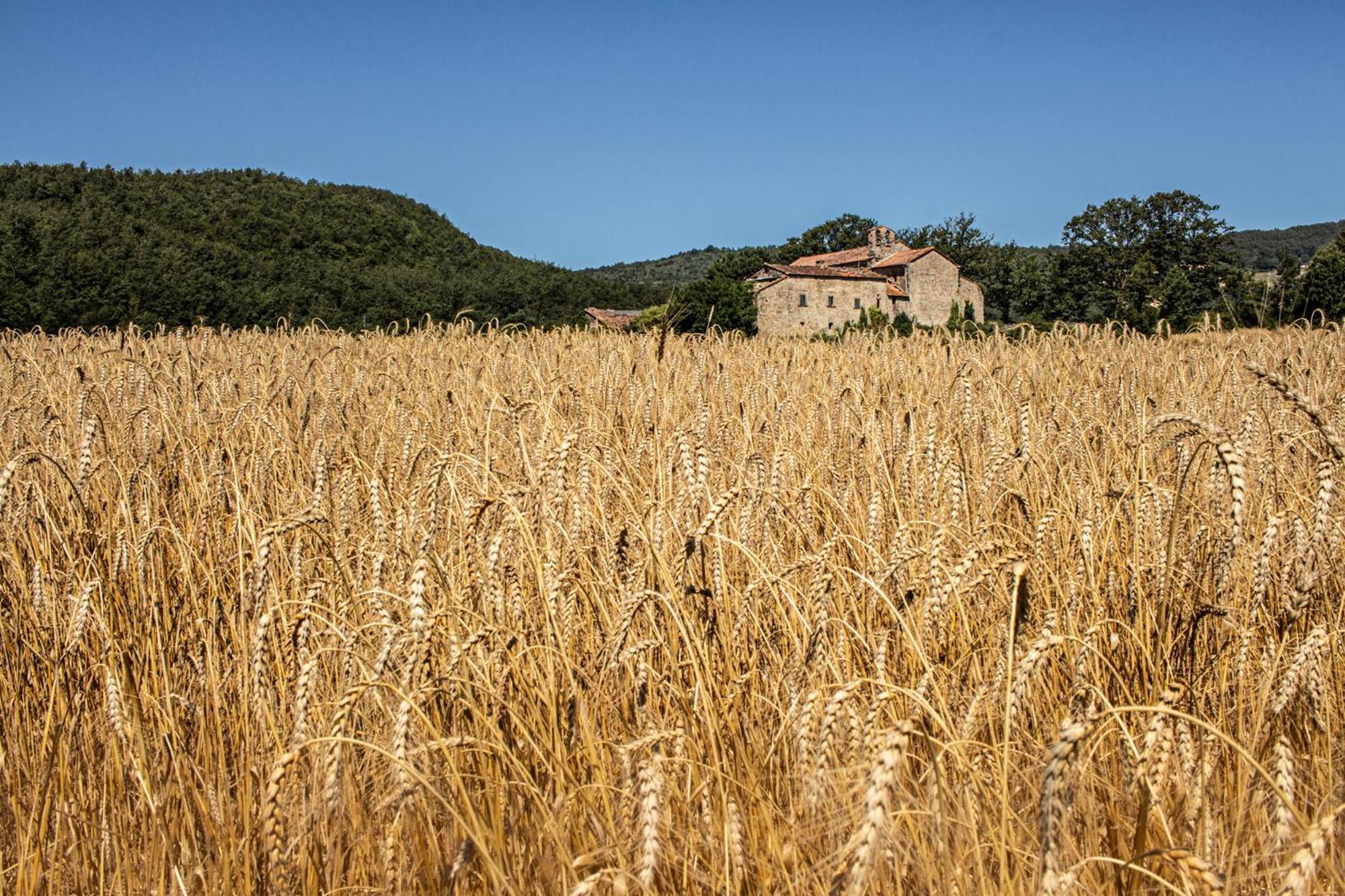 Agriturismo Terra Di Michelangelo Caprese Michelangelo Luaran gambar