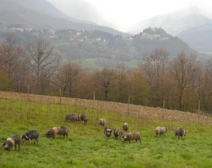 Agriturismo Terra Di Michelangelo Caprese Michelangelo Luaran gambar